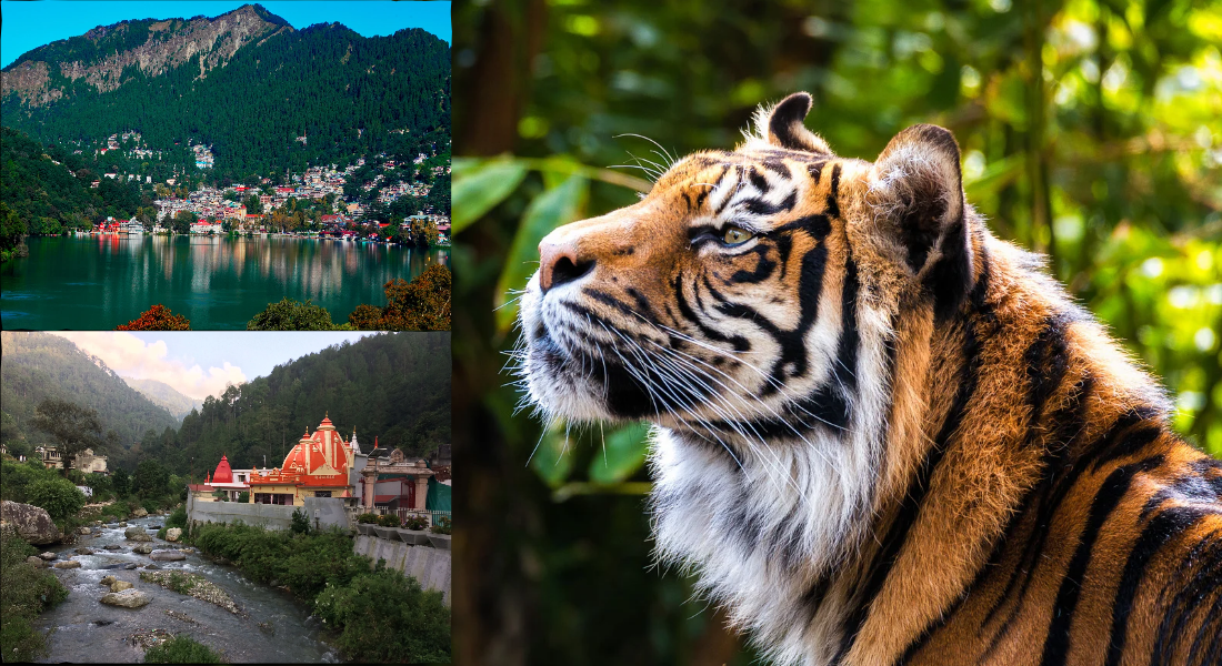 Shimla & Manali_20260215_171944_0000